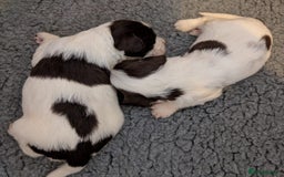 English Springer Spaniel dogs for sale: English Springer puppy *READY NOW* - Image 16