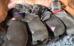 Whippet dogs for stud: BLUE PEDIGREE KC REGISTERED WHIPPET AT STUD in Salisbury - Image 12