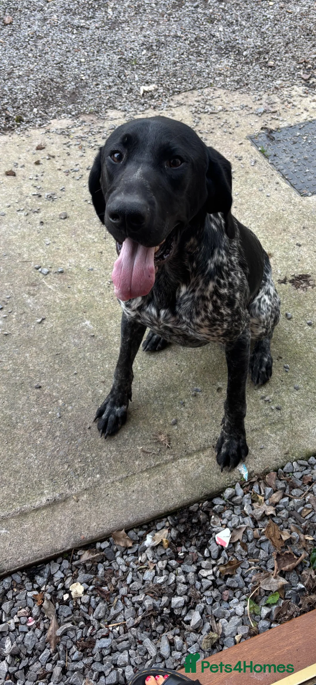 German Shorthaired Pointer dogs for sale: Make dog for sale 2 yrs okd - Advert 4
