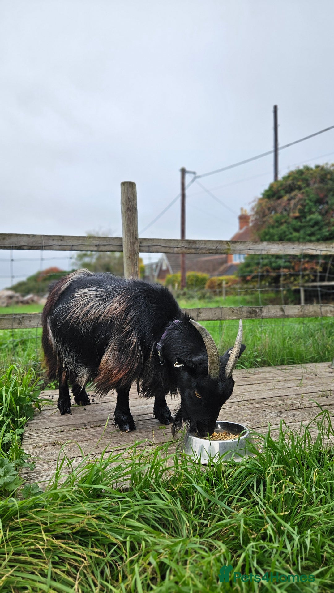Goats livestock for sale: Tame Pygmy Nanny Goats for sale - Image 4