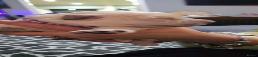 German Shepherd Puppy 5 purple collar