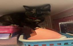 Ragdoll cats for sale: Beautiful Ragdoll Tortishell Kittens for sale! - Image 13