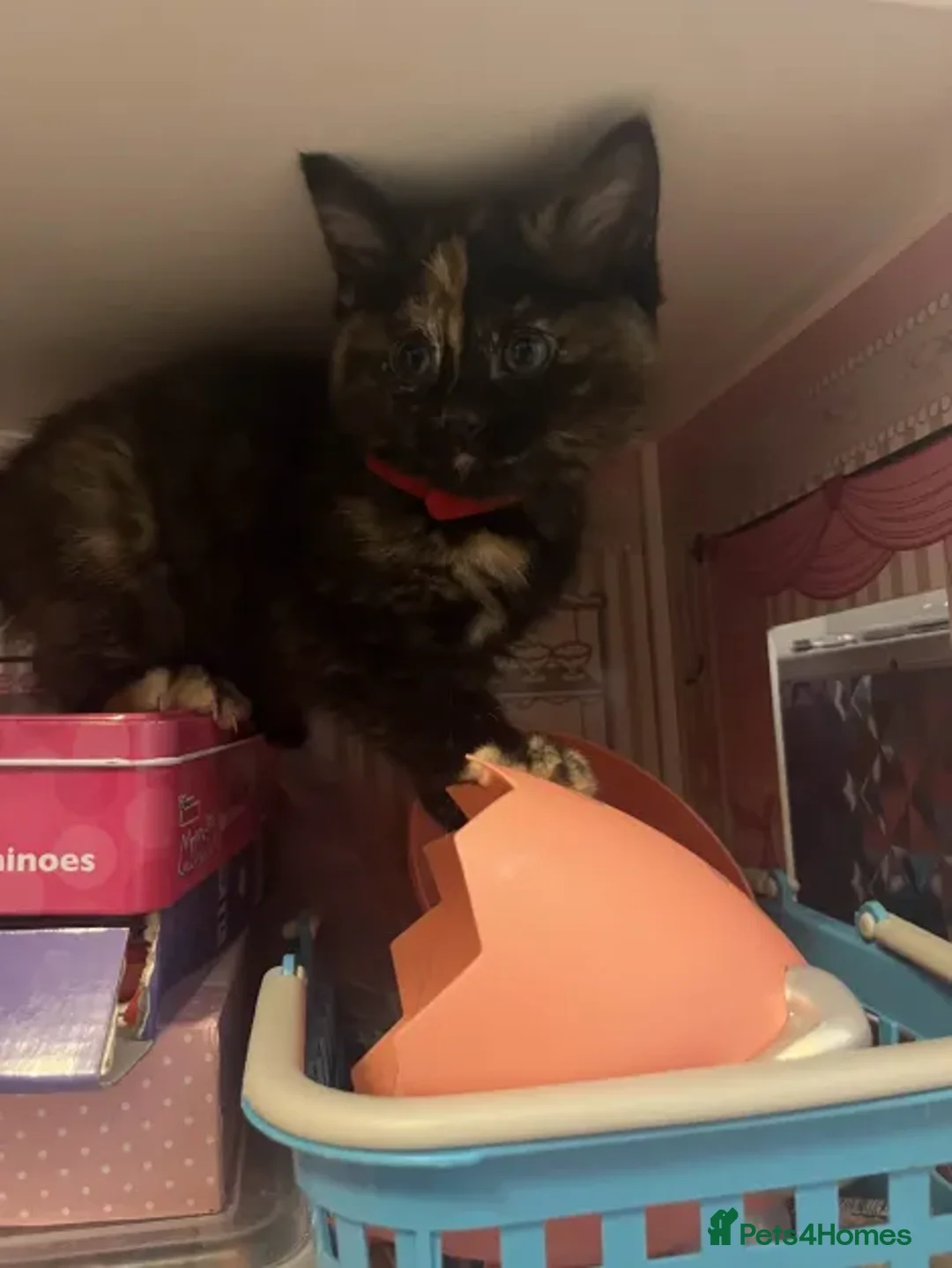 Ragdoll cats for sale: Beautiful Ragdoll Tortishell Kittens for sale! - Image 13