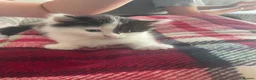 Mixed Breed cats for sale: Beautiful kittens for sale in Castleford - Advert 5
