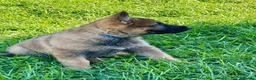 German Shepherd dogs for sale: Working line GSD pups  - Advert 6