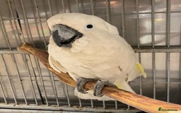 Parrots birds for sale: Tamed Parrots, African Greys and more - Image 10