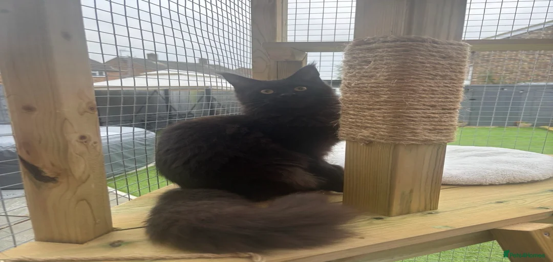 Gallery Image {{count}}