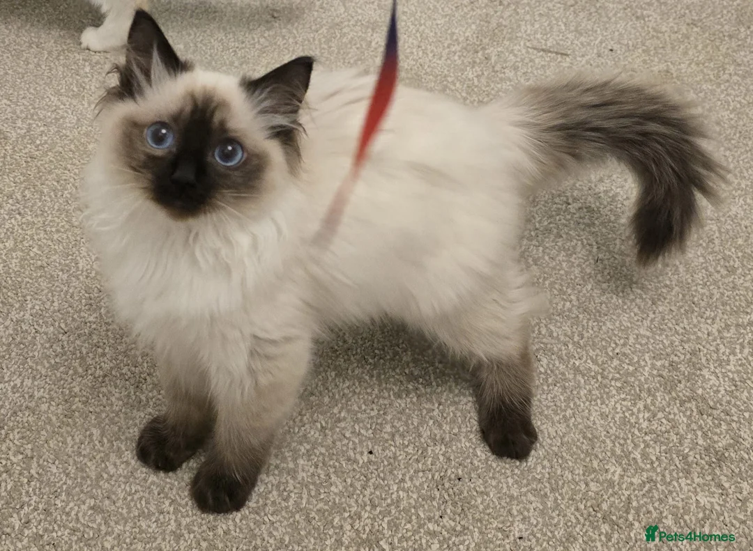 Ragdoll cats for sale: Ragdoll - Advert 19