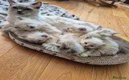 Ragdoll cats for sale:  🐾✨ Ragdoll Kittens! ✨🐾  - Image 5