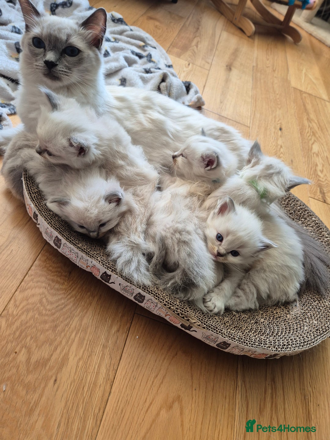 Ragdoll cats for sale:  🐾✨ Ragdoll Kittens! ✨🐾  - Image 5