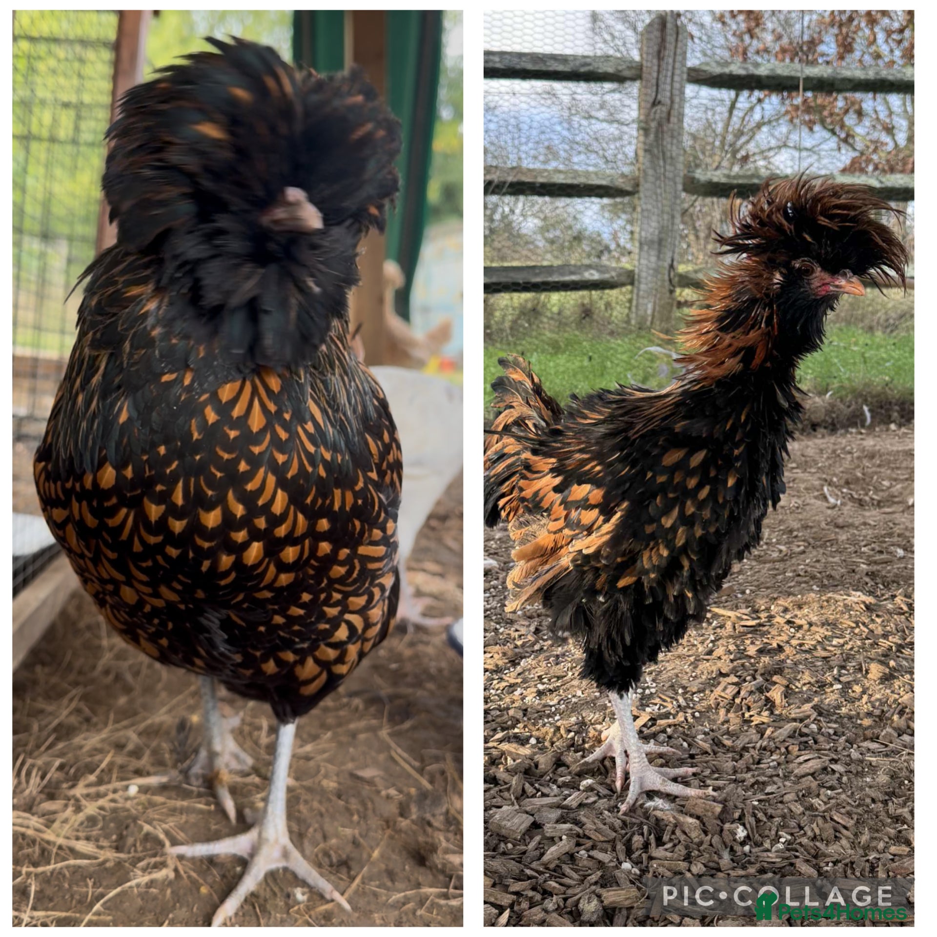 Chickens poultry Two polish Pom, hen & cockerel  - Advert 1