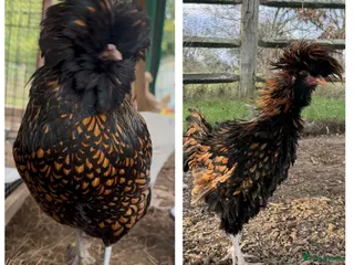 Chickens poultry Two polish Pom, hen & cockerel - Advert 1