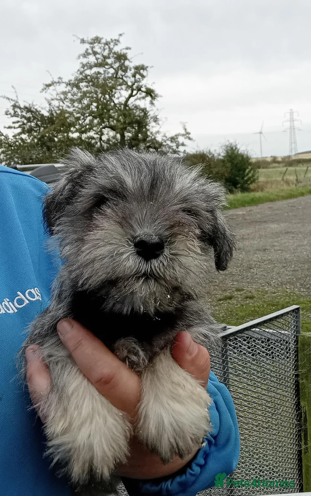 Miniature Schnauzer dogs for sale: Miniature Schnauzer pups  - Advert 2