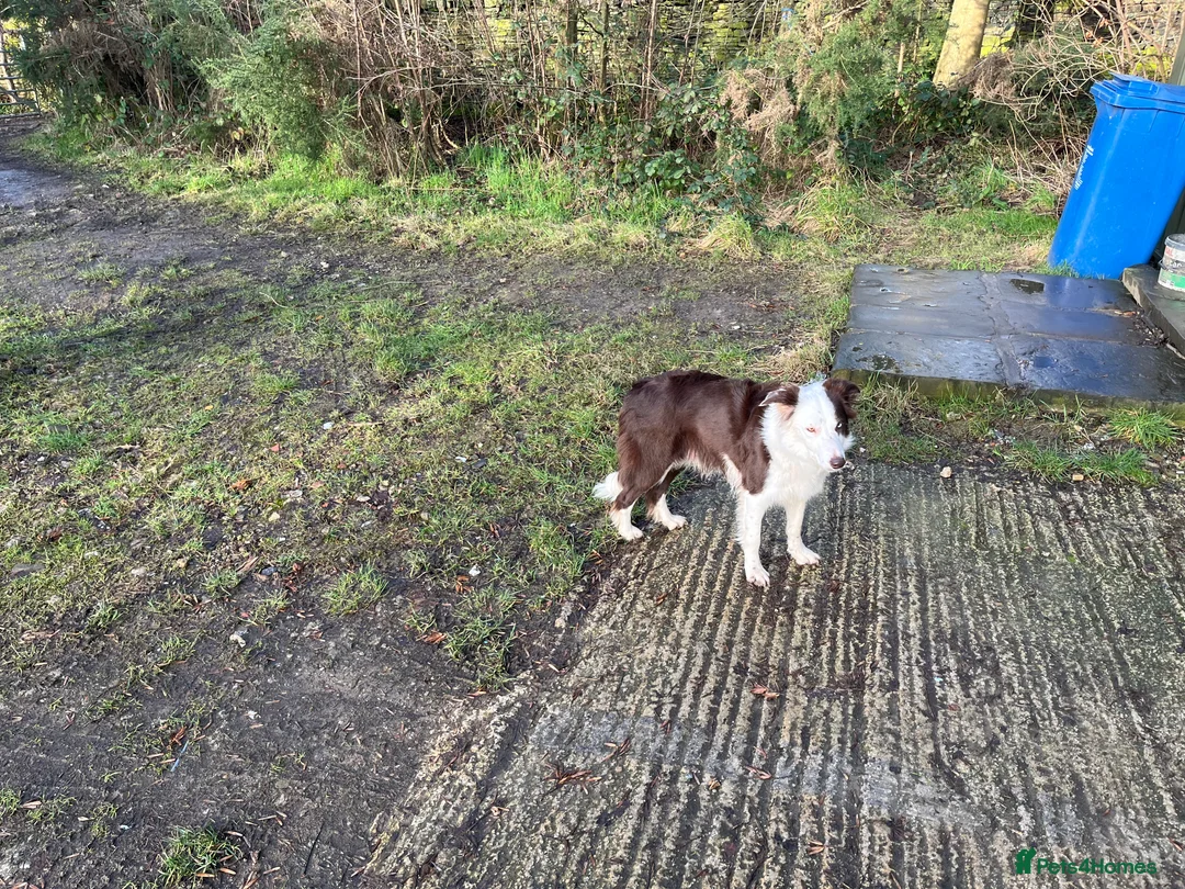 Border Collie dogs for sale: Cornmill Farm Border Collies  in Bradford - Advert 8