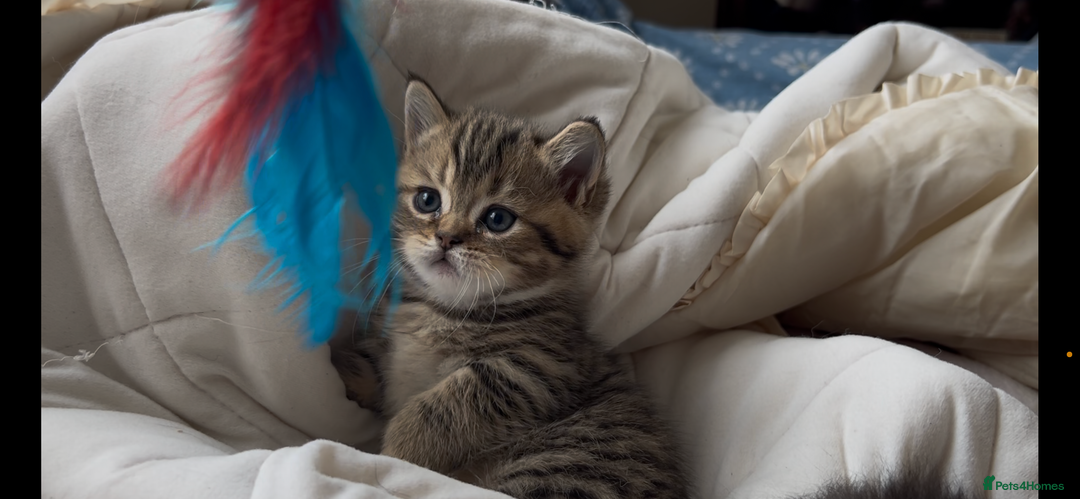 Munchkin cats for sale: A very SPECIAL litter of Munchkins Kittens  - Image 17
