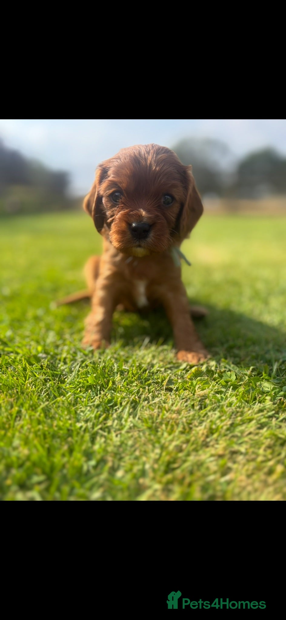 Cavalier King Charles Spaniel dogs Beautiful KC reg CKCS litter 💛  - Advert 1