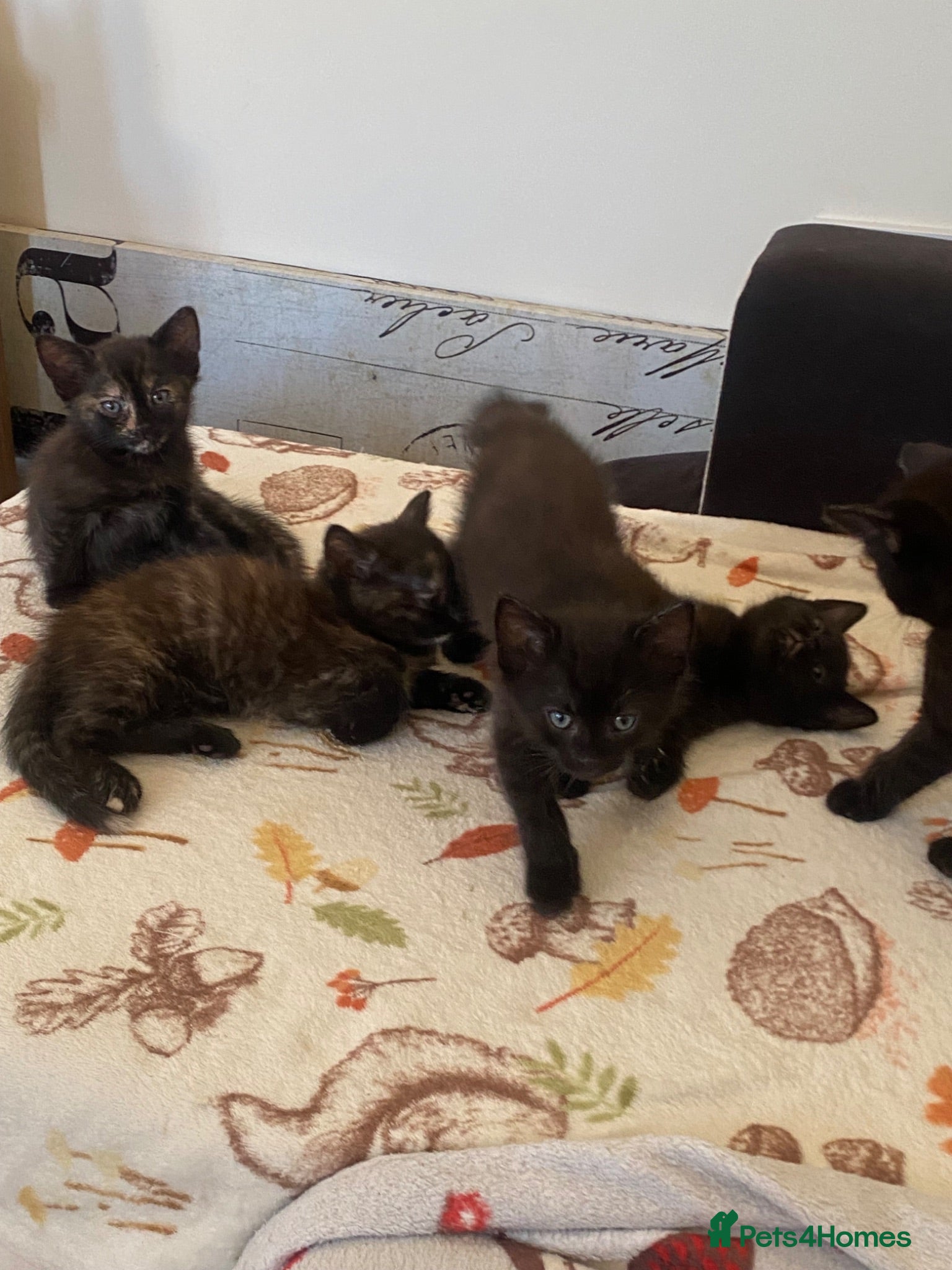 British Longhair cats Lovely siblings, looking for forever home 🙏🏻🥰❤️ - Advert 5