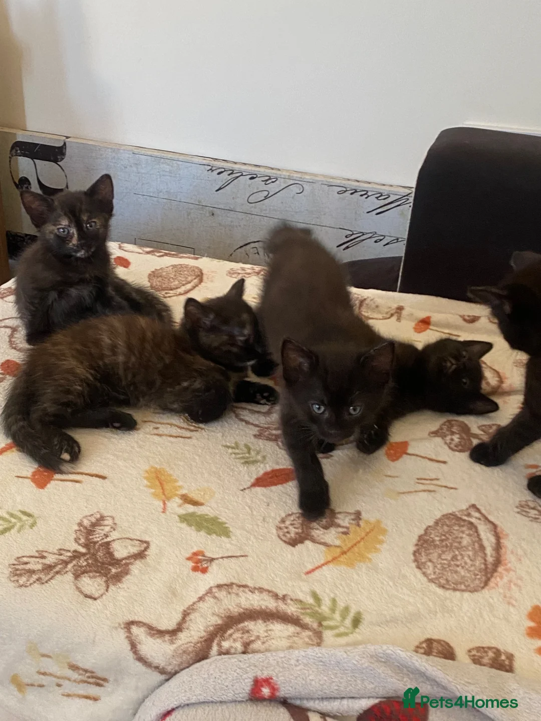 British Longhair cats for sale: Lovely siblings, looking for forever home 🙏🏻🥰❤️ - Advert 1