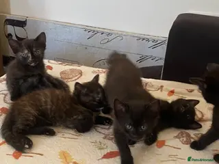 British Longhair cats Lovely siblings, looking for forever home 🙏🏻🥰❤️ - Advert 1
