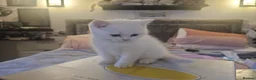 British Shorthair cats for sale: Bundles of fluff - Advert 4