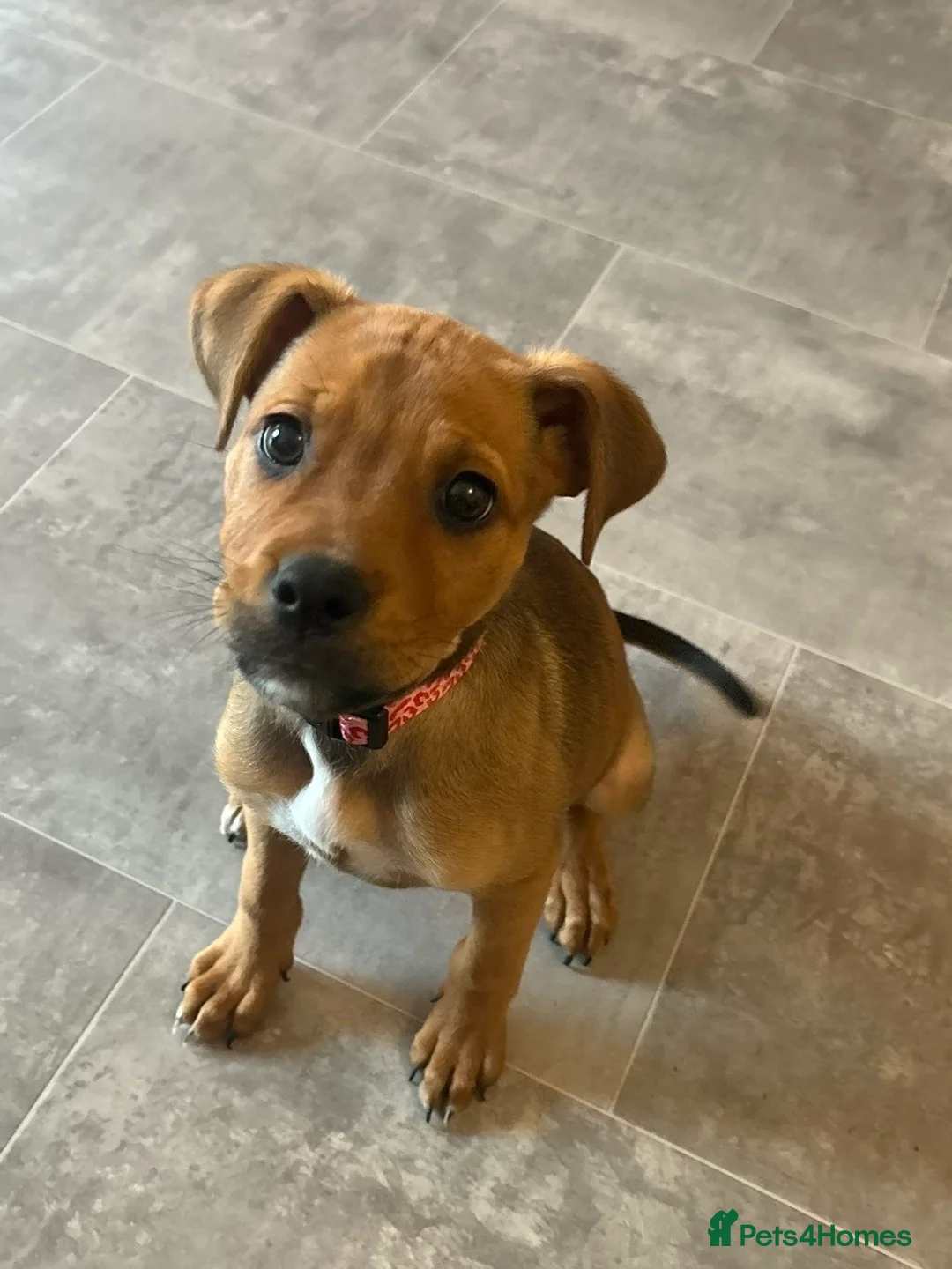 Mixed Breed dogs for sale: Rottiweiler pups - Advert 1