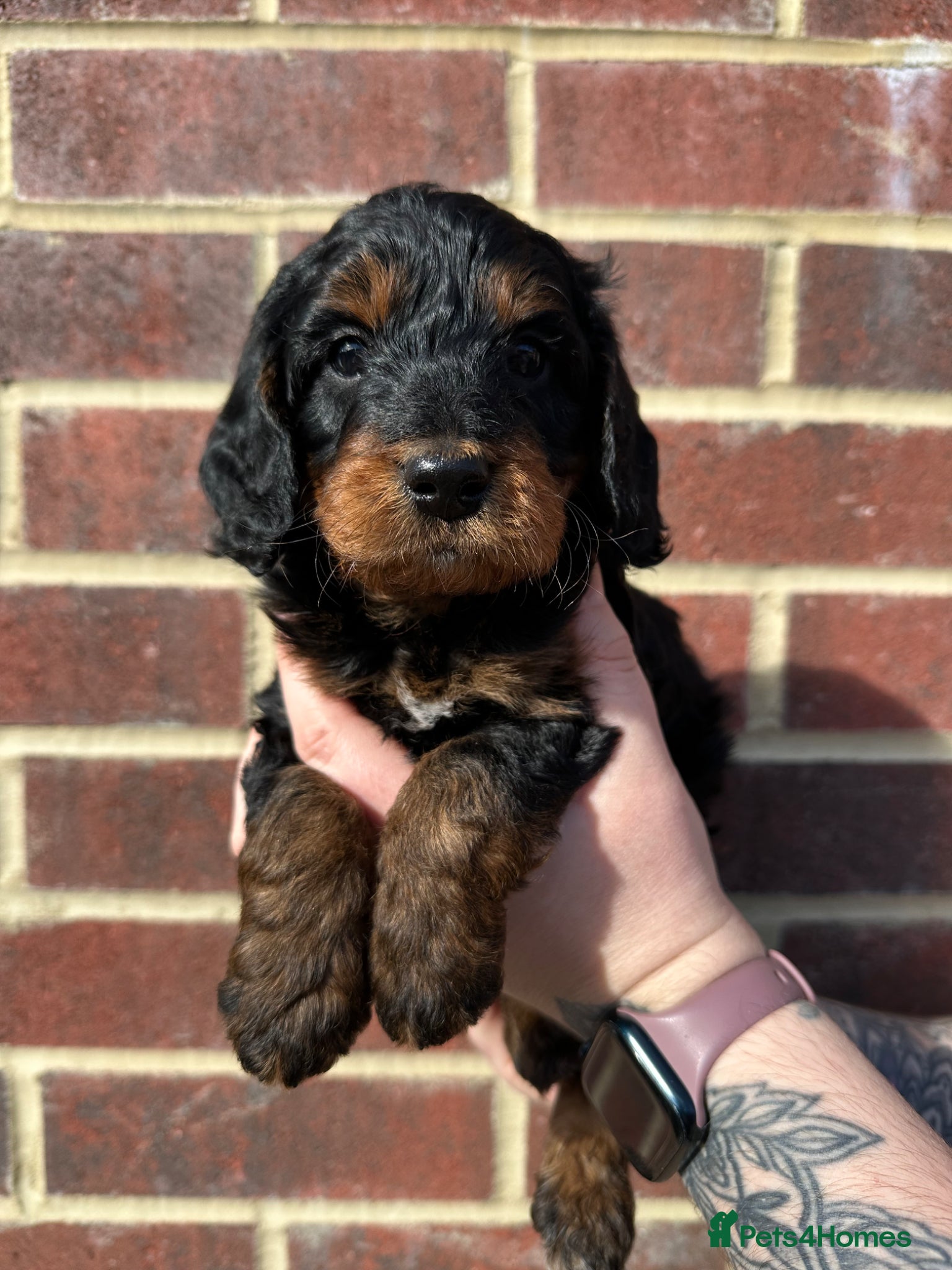 Cockapoo dogs 🌟FINAL F1 COCKAPOO PUPPY🌟  - Advert 7