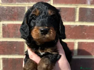 Cockapoo dogs 🌟FINAL F1 COCKAPOO PUPPY🌟 - Advert 7
