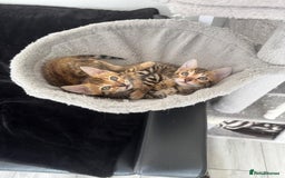 Bengal cats for sale: 2 bengal kittens for sale - Image 2