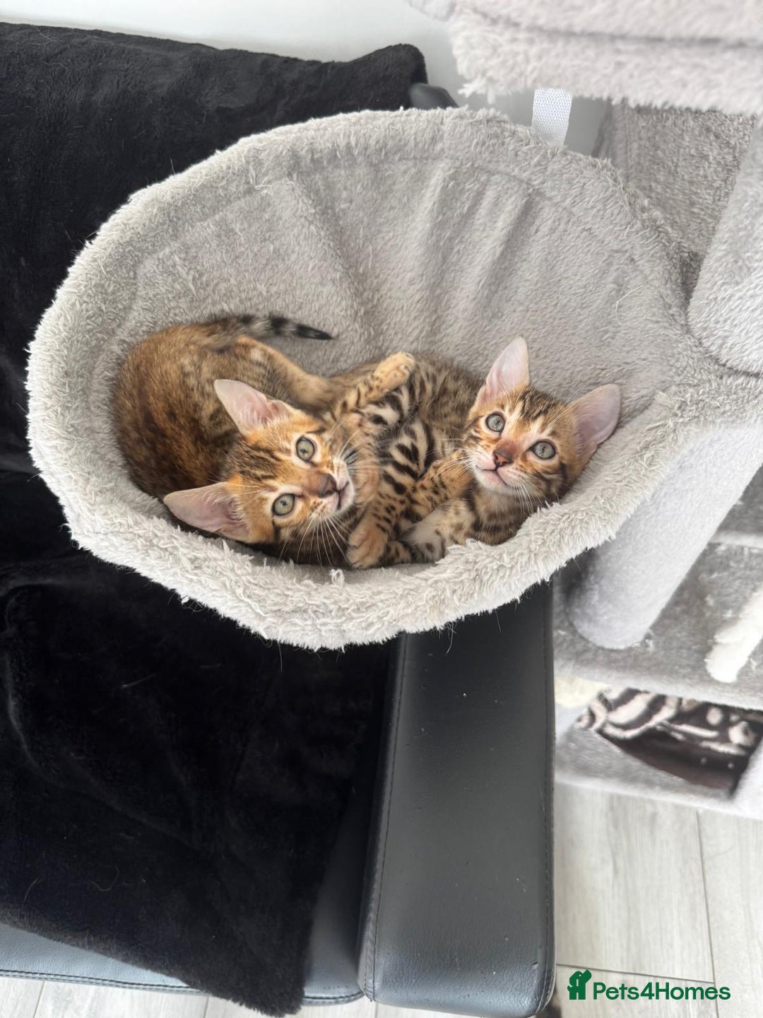 Bengal cats for sale: 2 bengal kittens for sale - Image 2