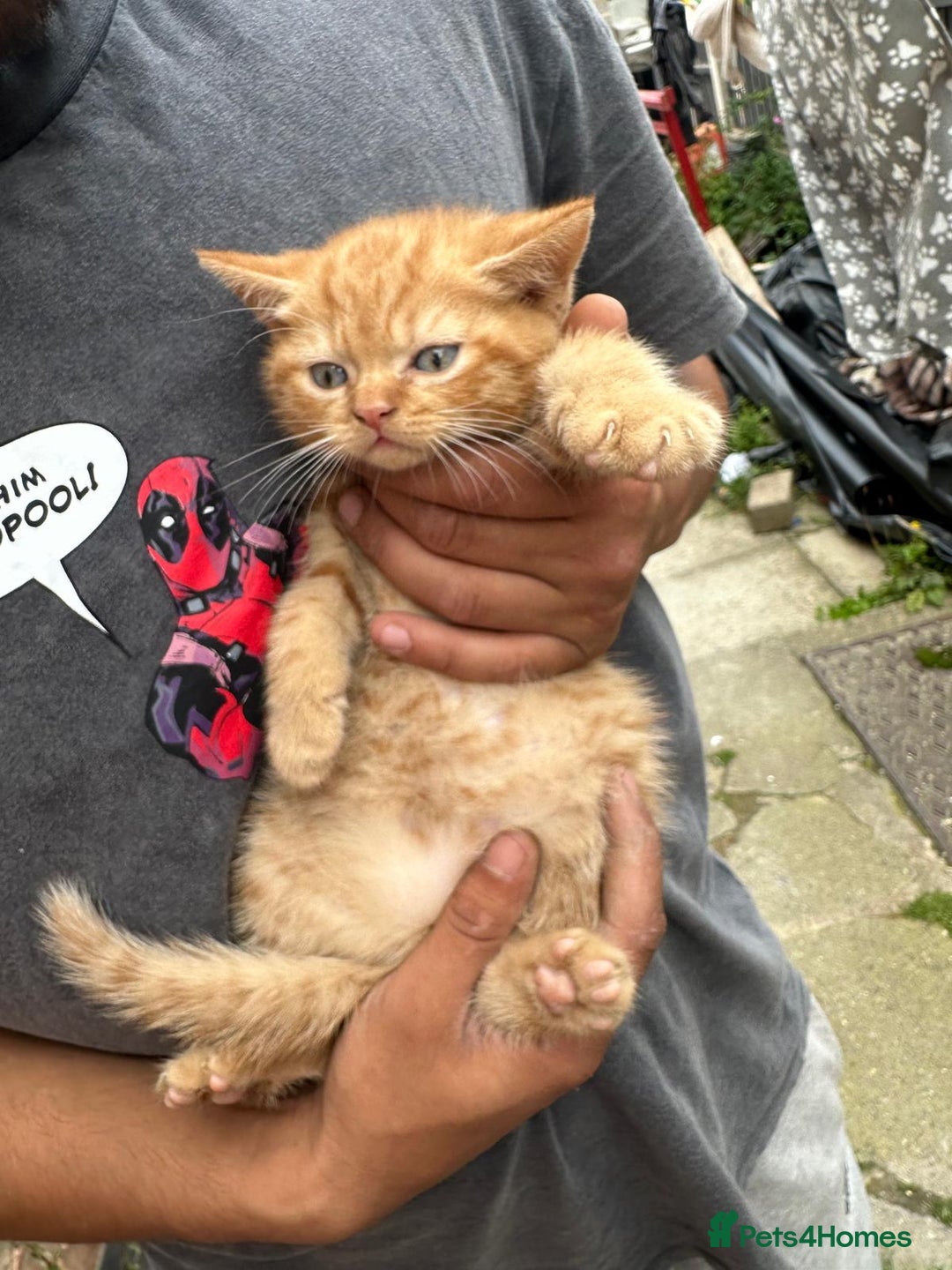British Shorthair cats for sale: X BSH kittens - Image 12