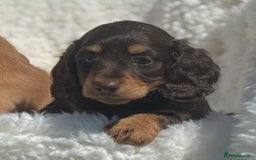 Miniature Dachshund dogs for sale: Beautiful long haired miniature dachshund puppies  - Image 5
