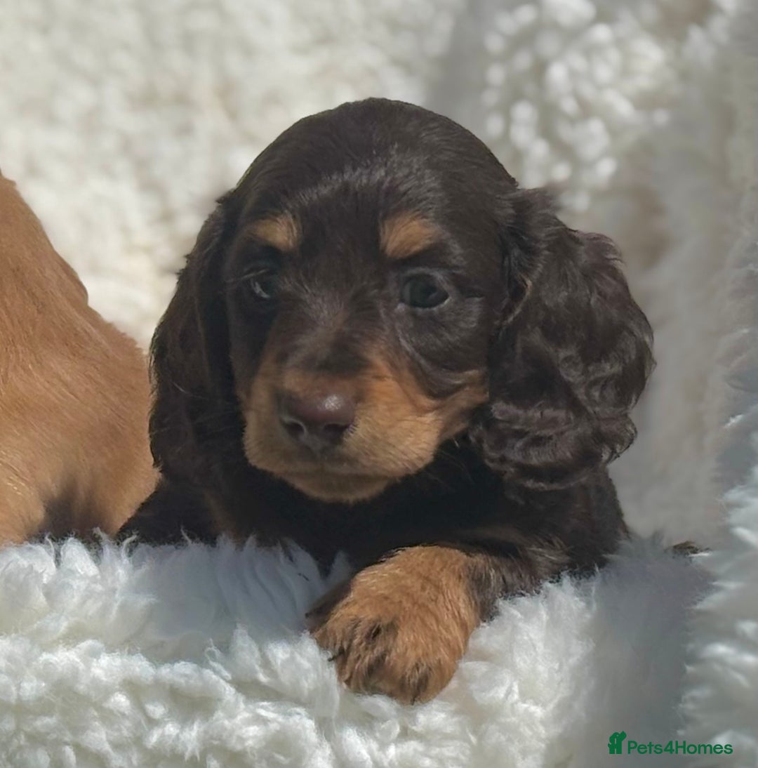 Miniature Dachshund dogs for sale: Beautiful long haired miniature dachshund puppies  - Image 5