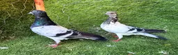 Pigeons birds for sale: Beautiful Vaccinated Pigeons – Quick Sale £20 - Advert 4