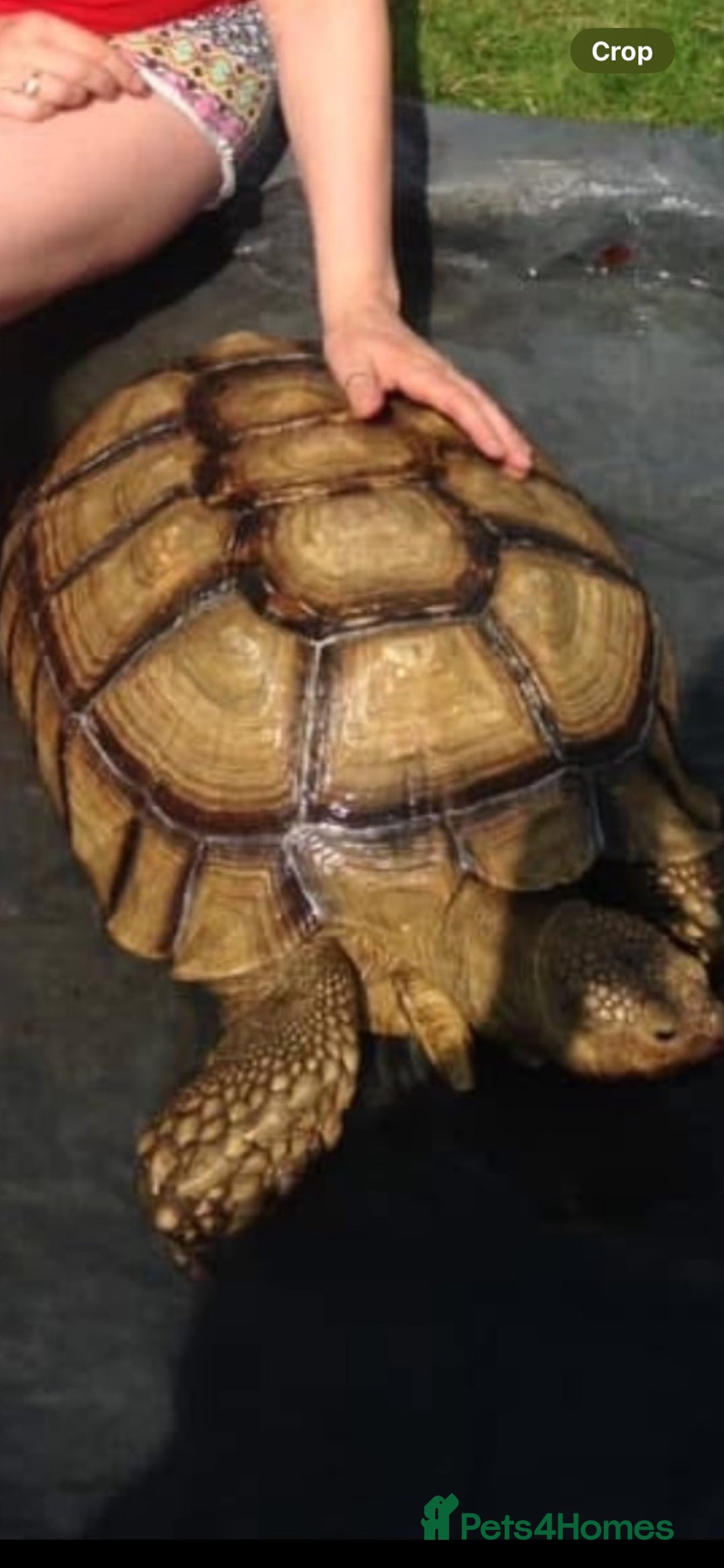 Tortoise reptiles for sale: Sulcata tortoise hatchlings  - Image 4