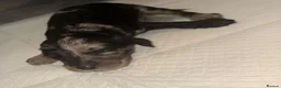 Cockapoo dogs for sale: Stunning f1b cockapoos  in Durham - Advert 8