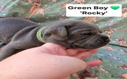 Staffordshire Bull Terrier dogs for sale: Gorgeous Chunky KC Blue Staffy Puppies - Image 16