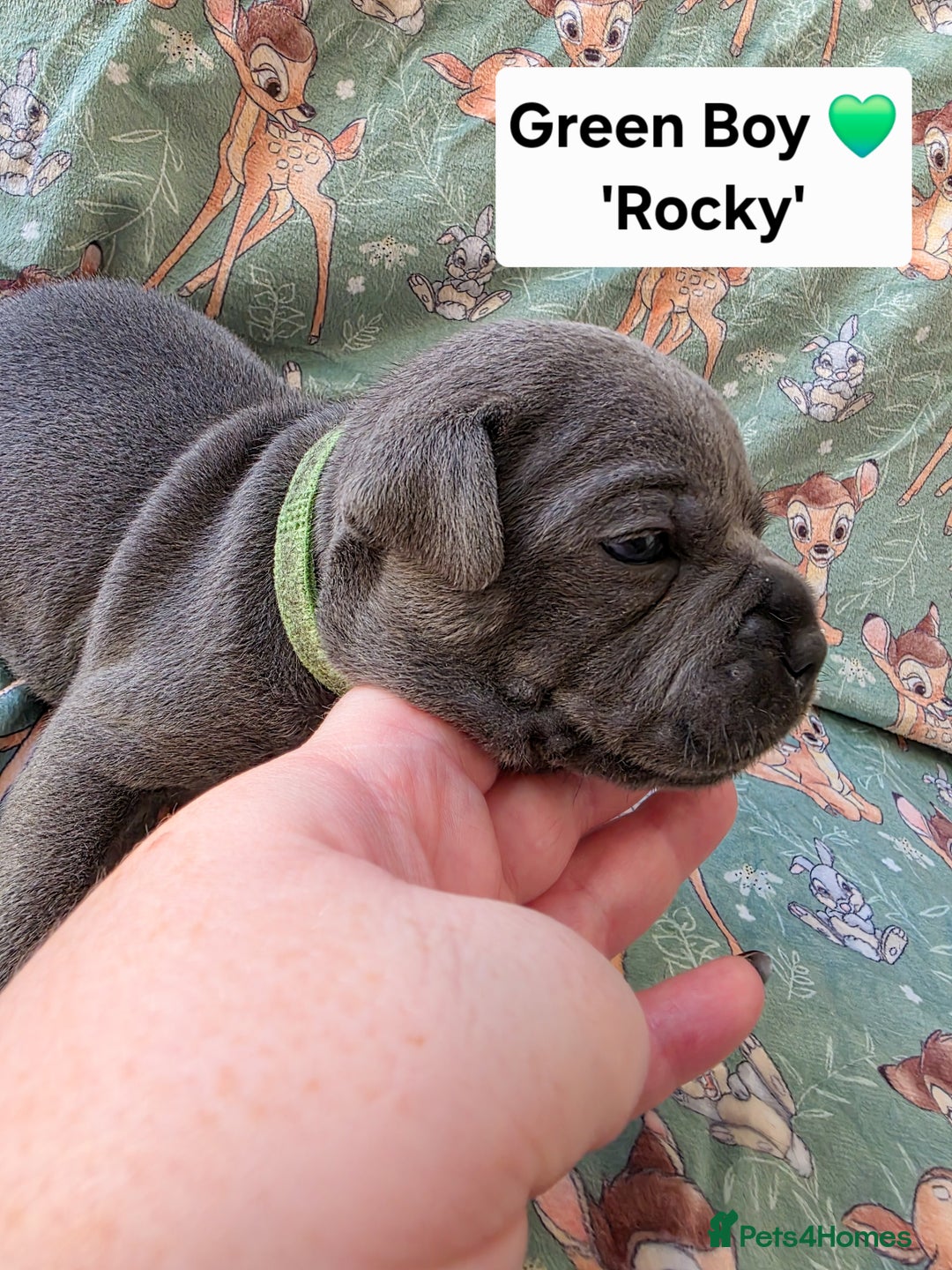 Staffordshire Bull Terrier dogs for sale: Gorgeous Chunky KC Blue Staffy Puppies - Image 16