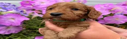 Cockapoo dogs for sale: Cockapoo puppies F1 (licensed breeder) - Advert 13