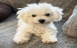 Bichon Frise dogs for sale: Adorable bichon Frise for Rehome - Image 1