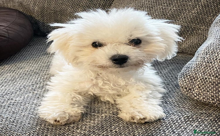 Bichon Frise dogs - Advert 1
