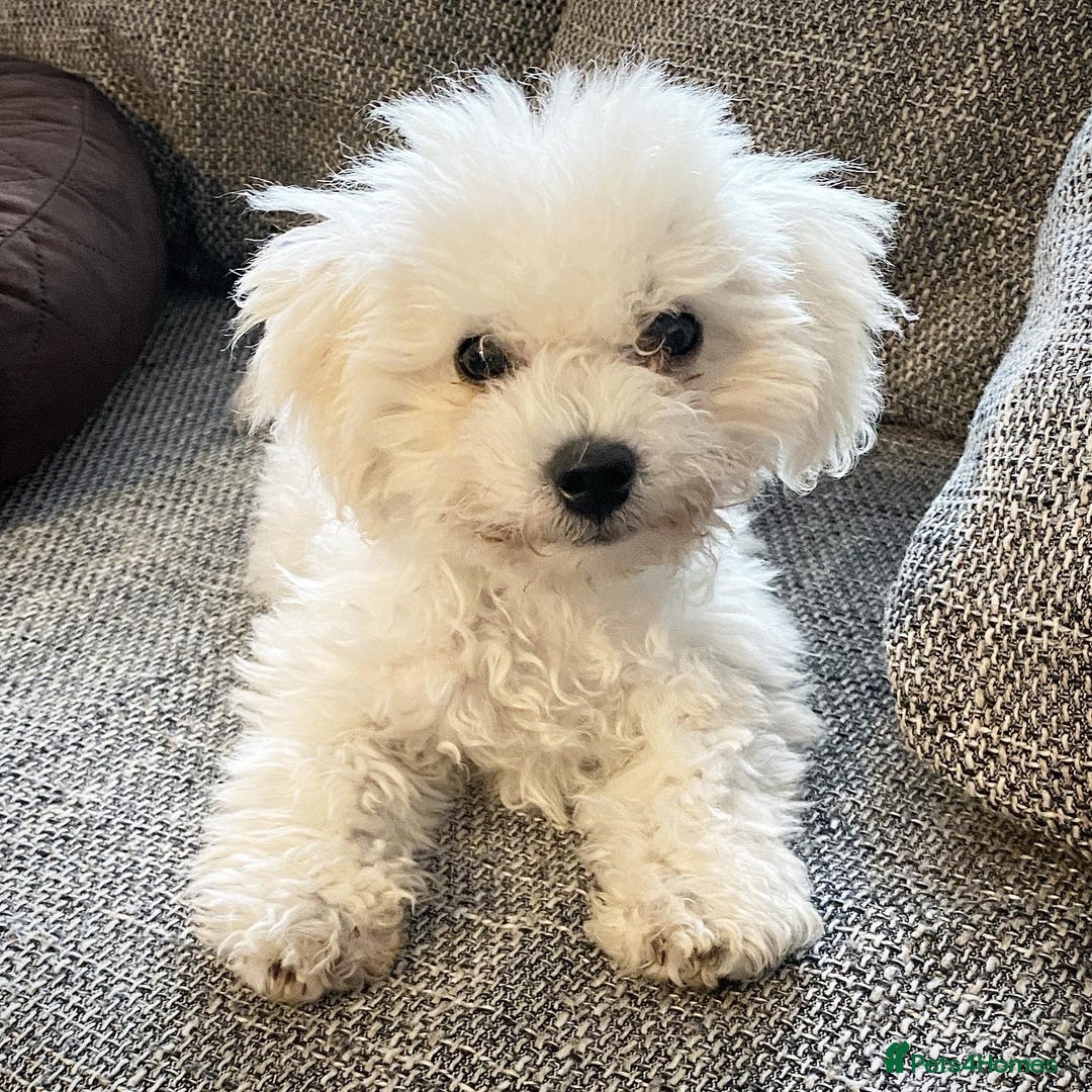 Bichon Frise dogs for sale: Adorable bichon Frise for Rehome - Image 1