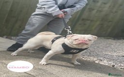 Pug dogs for sale: Platinum pink pug  - Image 3