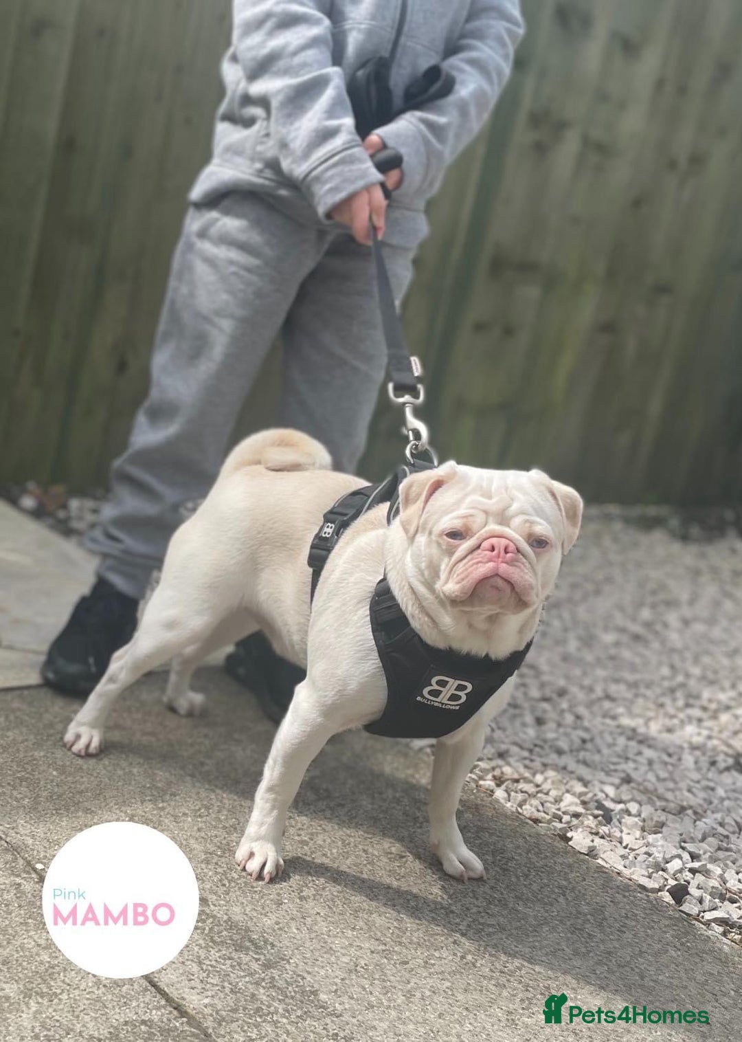Pug dogs for sale: Platinum pink pug  - Image 3