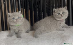 British Shorthair cats for sale: Absolutely beautiful BSH kittens  - Image 32