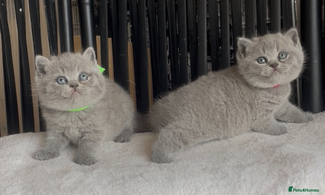 British Shorthair cats for sale: Absolutely beautiful BSH kittens  - Image 32