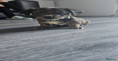 Mixed Breed dogs - Advert 12