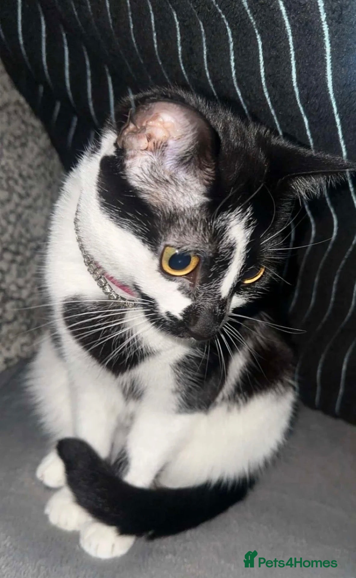 Mixed Breed cats Tortoiseshell Female and 2 tuxedo (Male and female - Advert 17