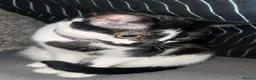 Mixed Breed cats for sale: Female cat (3) male cat (8months) - Advert 2