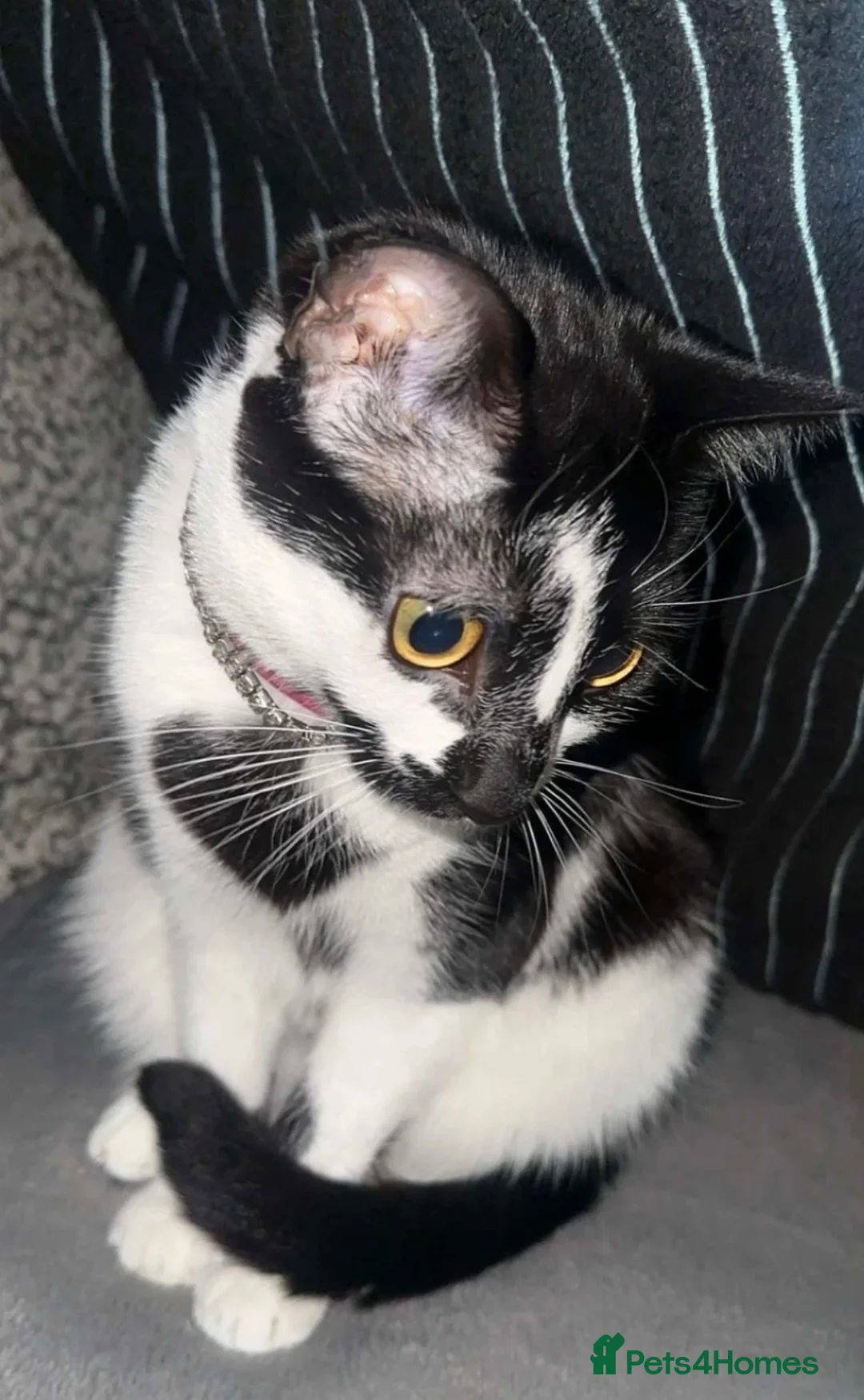 Mixed Breed cats for sale: Female cat (3) male cat (8months) - Advert 2