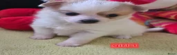Pomchi dogs for sale: 🐶♥️Beautiful Pomchi puppies🐶♥️ - Advert 10